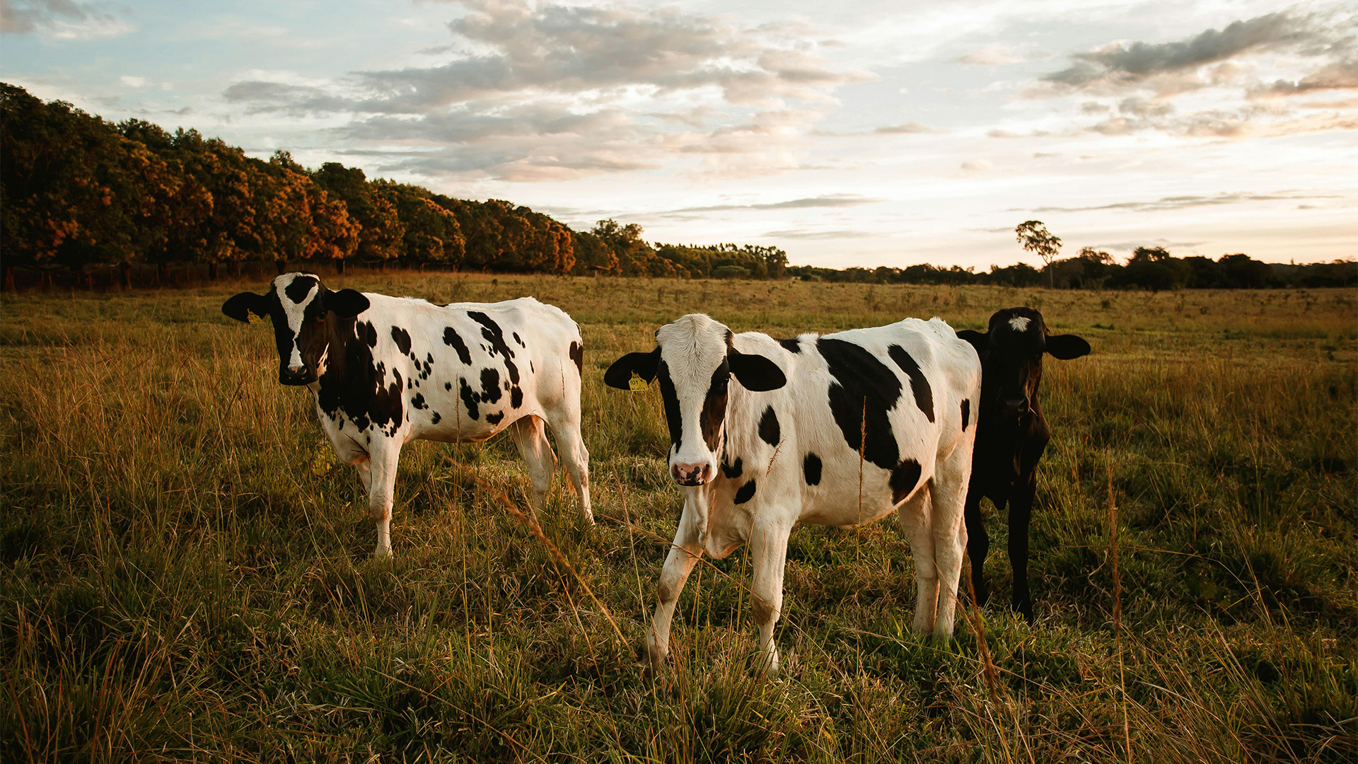 Azores considered Epizootic Haemorrhagic Disease-free zone, highlights Regional Government