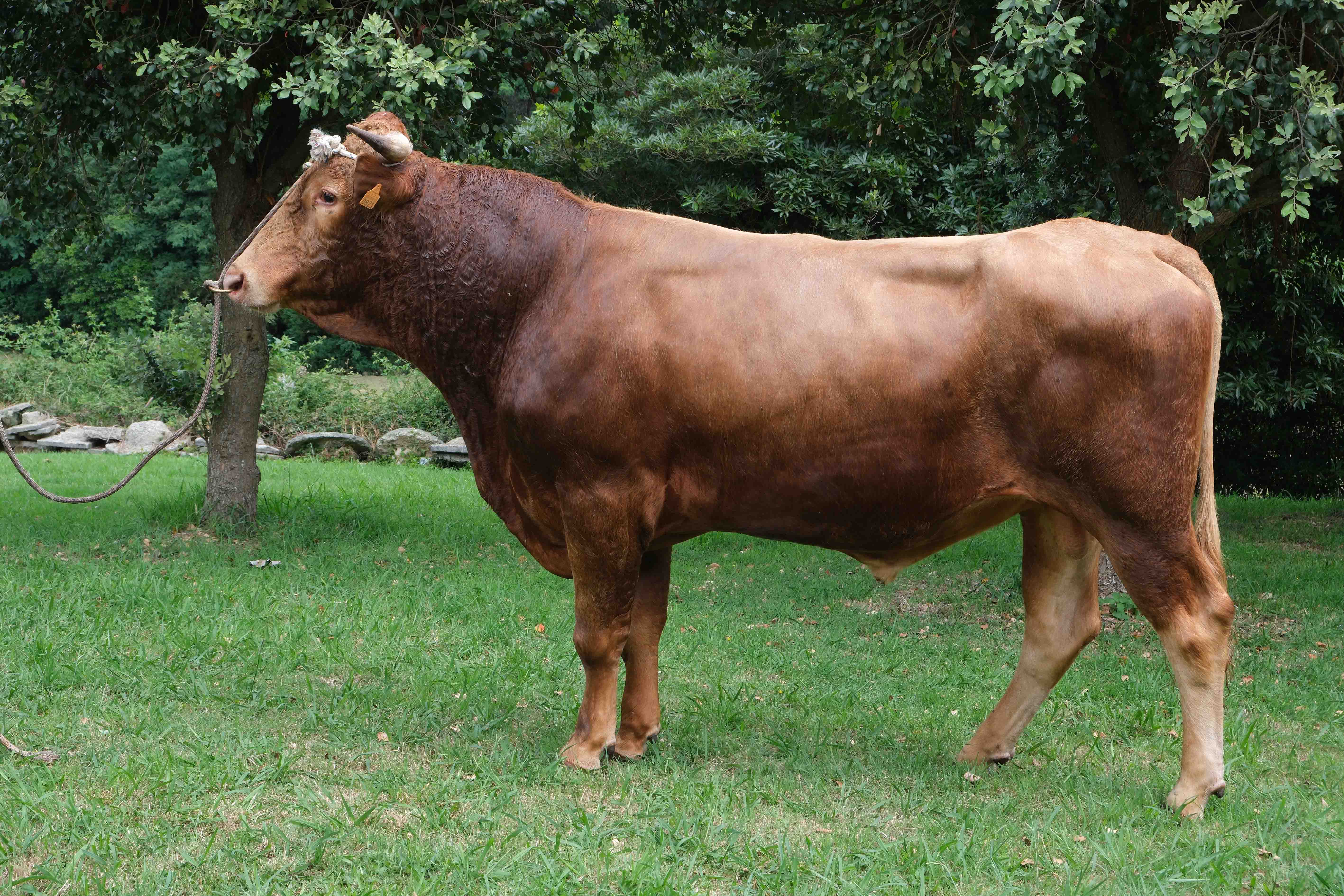 Genetic preservation of Ramo Grande breed further strengthened with new collection